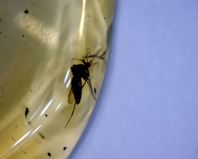 Dominican Amber Specimen with Mosquito (022423d)