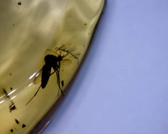 Dominican Amber Specimen with Mosquito (022423d) - Image 2