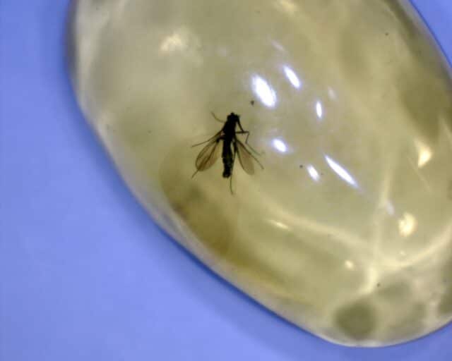 Dominican Amber Specimen with Mosquito (022423e)