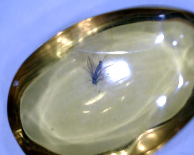 Dominican Amber Specimen with Mosquito (022423e) - Image 2