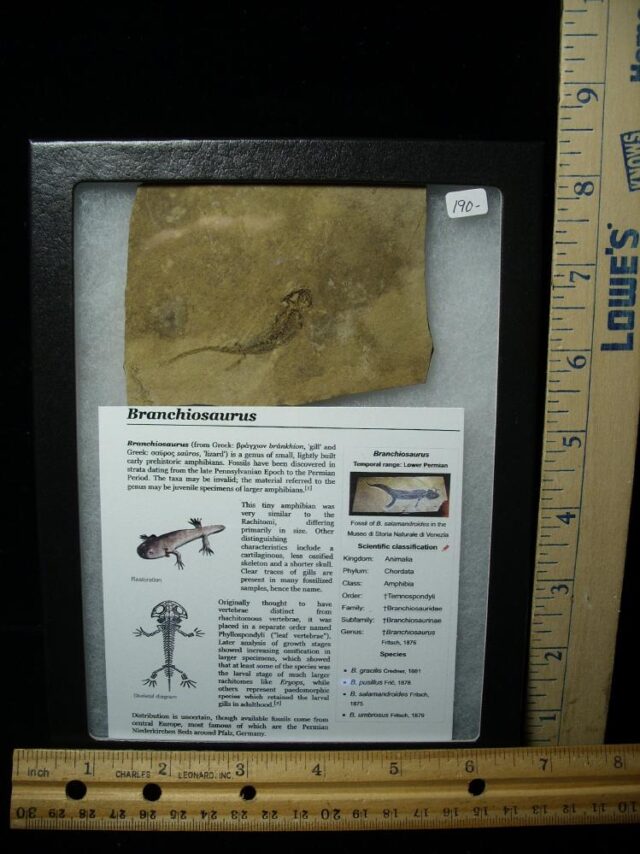 Fossil Amphibian Branchiosaurus (011023c)