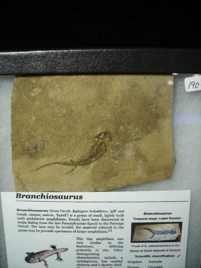 Fossil Amphibian Branchiosaurus (011023c) - Image 2