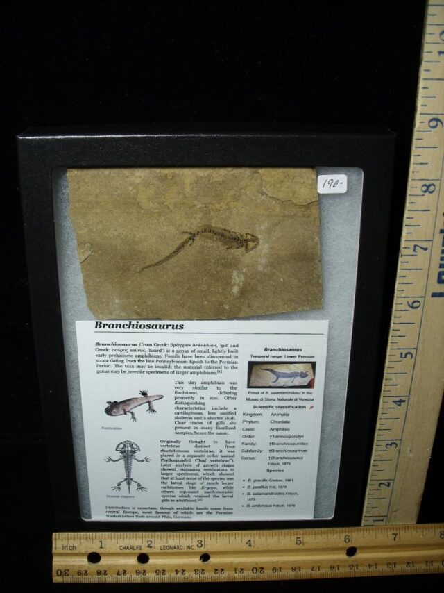 Fossil Amphibian Branchiosaurus (020723b)