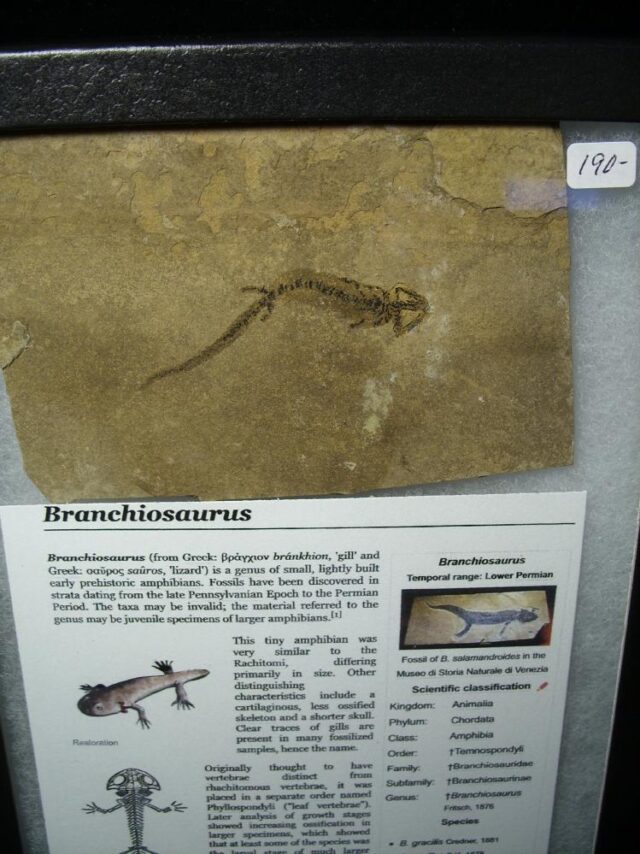 Fossil Amphibian Branchiosaurus (020723b) - Image 2