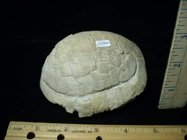 Near Complete Baby Fossil Tortoise (020723j