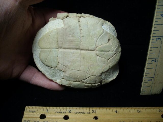 Near Complete Baby Fossil Tortoise (020723j - Image 2