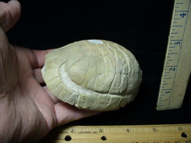 Near Complete Baby Fossil Tortoise (020723j - Image 3