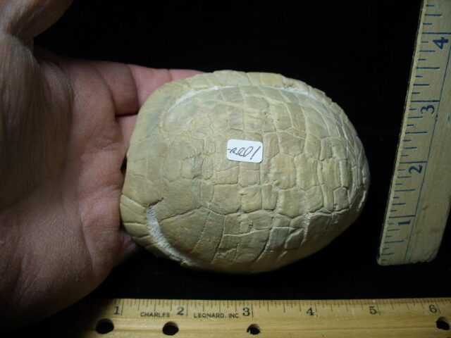 Near Complete Baby Fossil Tortoise (020723j - Image 4