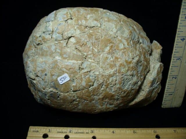 Near Complete Fossil Tortoise (020723h)