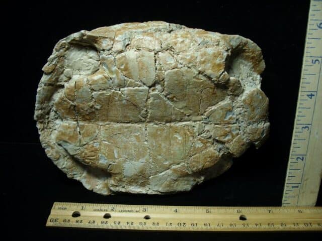 Near Complete Fossil Tortoise (020723h) - Image 3