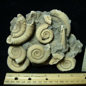 Natural Ammonite Cluster (020723k)