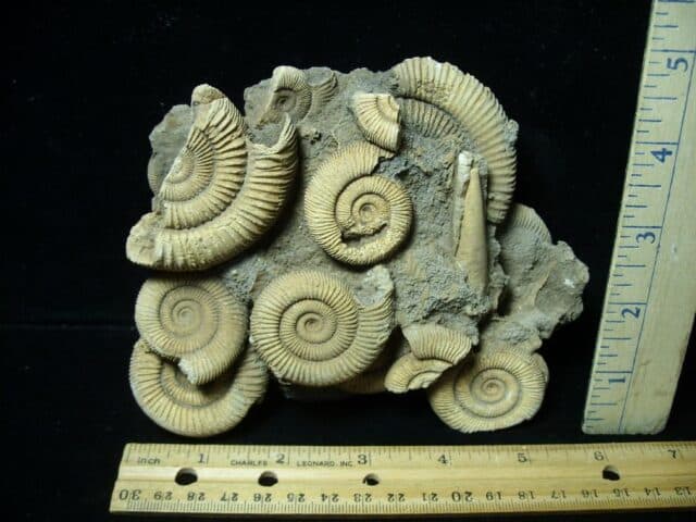 Natural Ammonite Cluster (020723k)