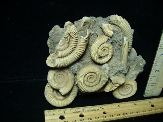 Natural Ammonite Cluster (020723k) - Image 2