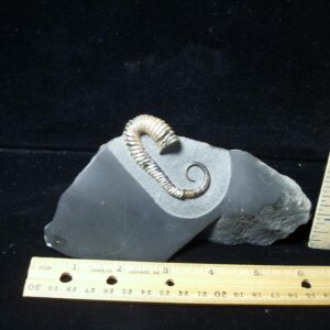 Heteromorph Ammonite  (020723r)