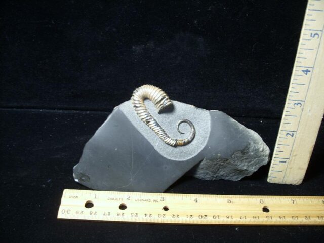 Heteromorph Ammonite  (020723r)