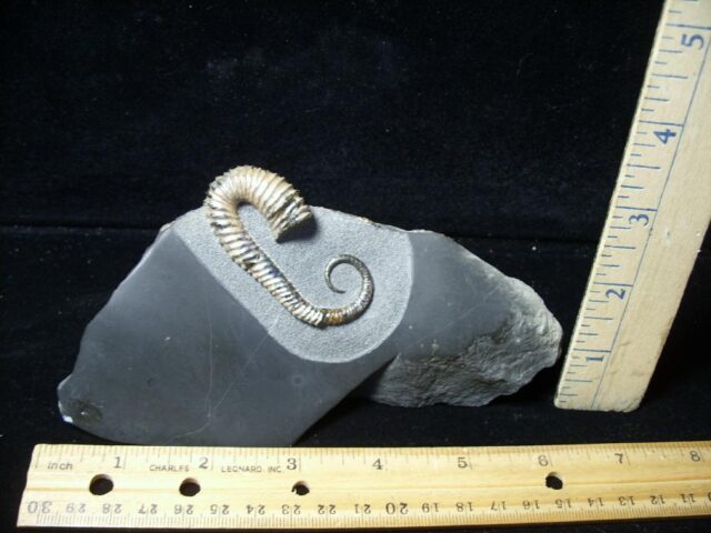 Heteromorph Ammonite  (020723r) - Image 2