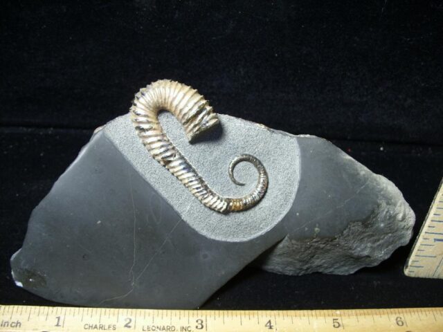 Heteromorph Ammonite  (020723r) - Image 3