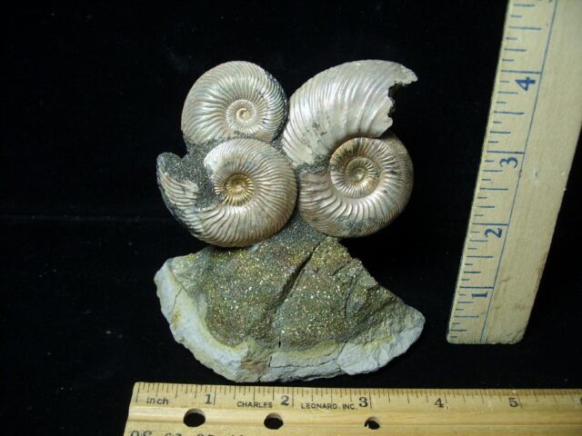Iridescent Ammonite Cluster (020823a)