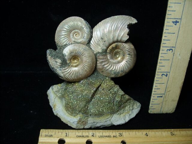 Iridescent Ammonite Cluster (020823a) - Image 2