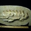 Mosasaur Jaw Section with Teeth (020823g)