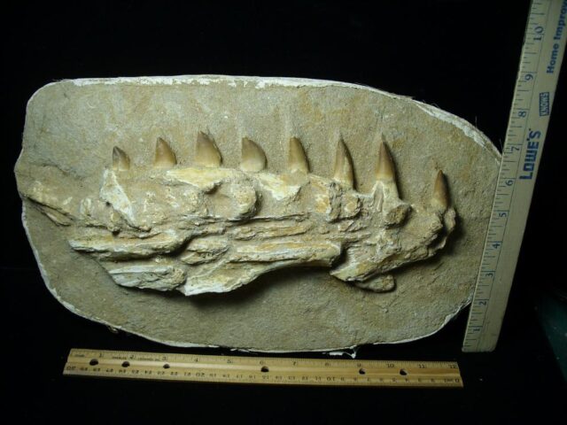 Mosasaur Jaw Section with Teeth (020823g)