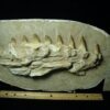 Mosasaur Jaw Section with Teeth (020823g) - Image 4