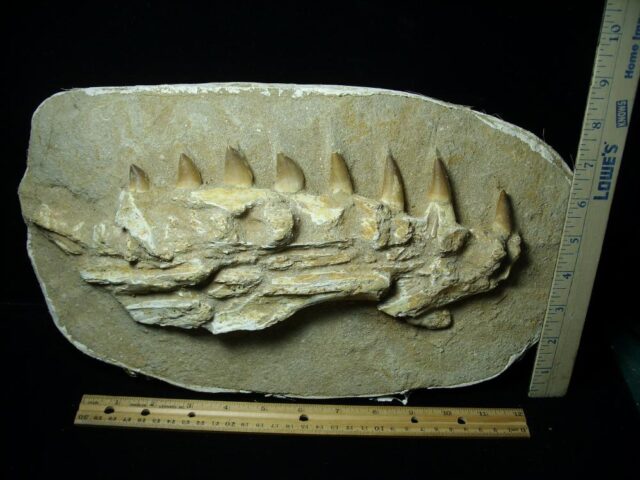 Mosasaur Jaw Section with Teeth (020823g) - Image 4