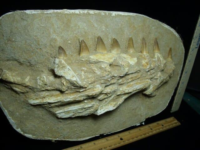 Mosasaur Jaw Section with Teeth (020823g) - Image 3