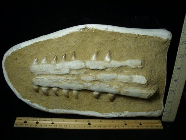 Mosasaur Jaw Section with Teeth (020823h)