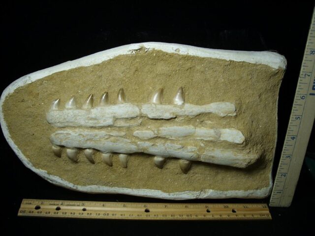Mosasaur Jaw Section with Teeth (020823h) - Image 4