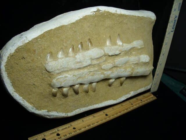 Mosasaur Jaw Section with Teeth (020823h) - Image 3