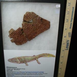 Amphibian Metoposaur Fossil Bone (021023k)