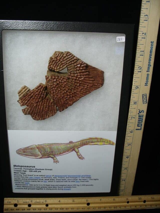 Amphibian Metoposaur Fossil Bone (021023k)