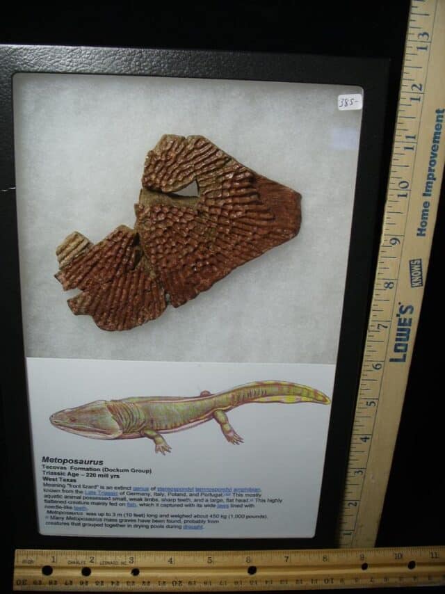 Amphibian Metoposaur Fossil Bone (021023k) - Image 3