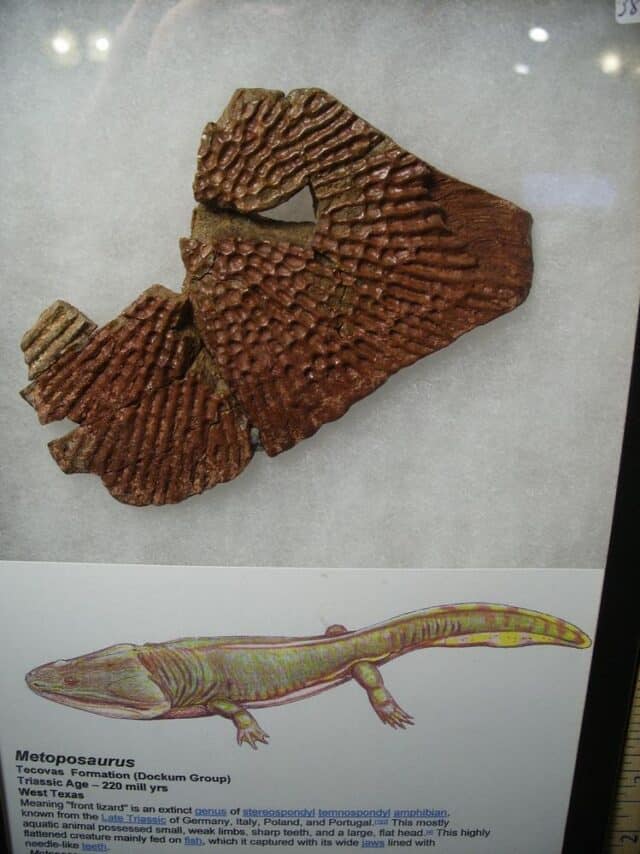 Amphibian Metoposaur Fossil Bone (021023k) - Image 4