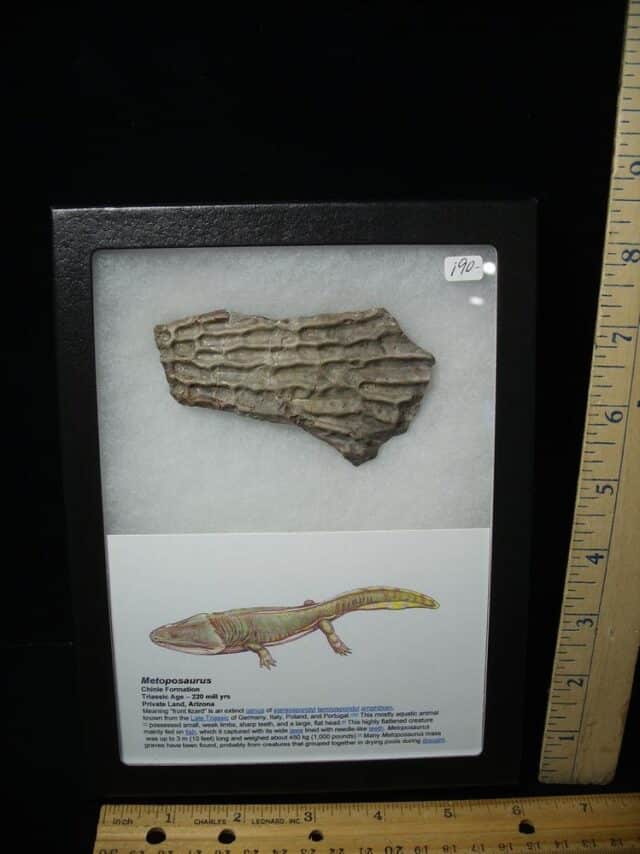 Amphibian Metoposaur Fossil Bone (021023n)