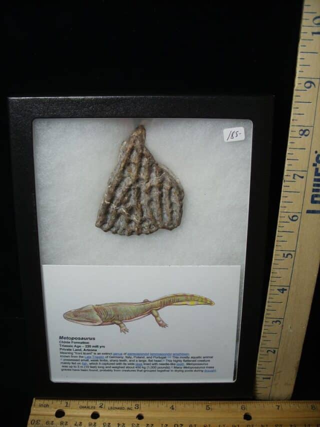 Amphibian Metoposaur Fossil Bone (021123b)
