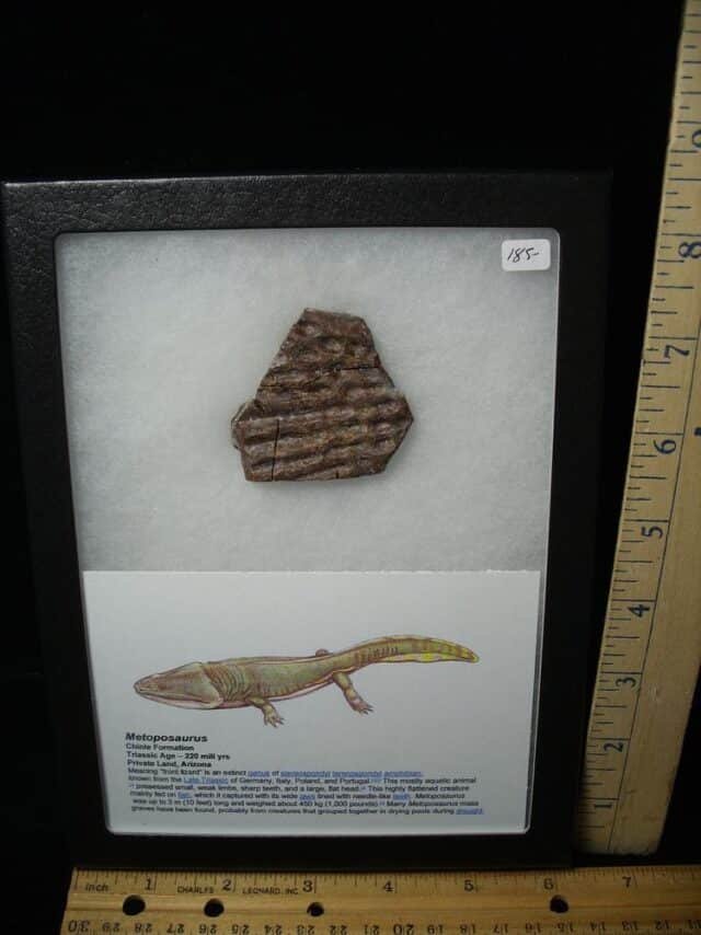 Amphibian Metoposaur Fossil Bone (021123e)