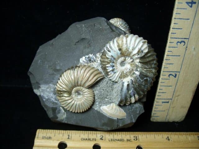 Iridescent  Ammonites (021123f)