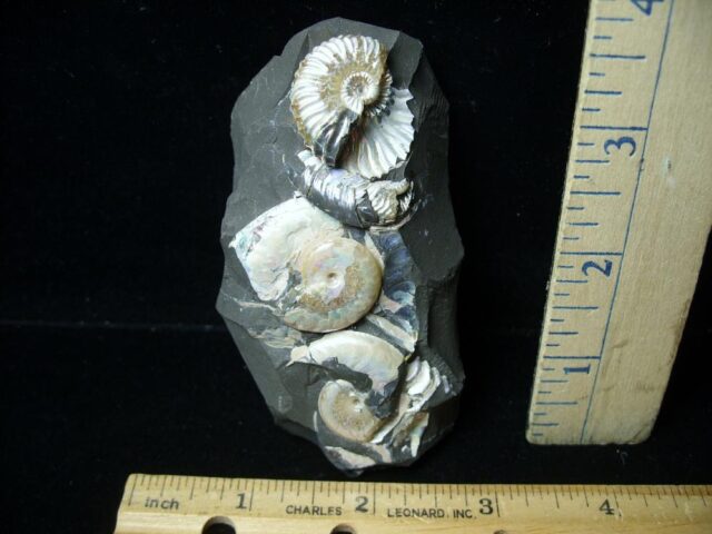 Iridescent  Ammonites (021123g)