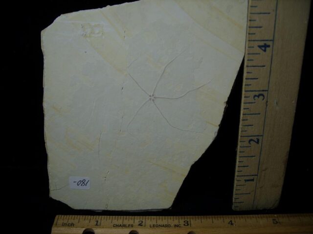 Solnhofen Brittle Starfish  (021223b)