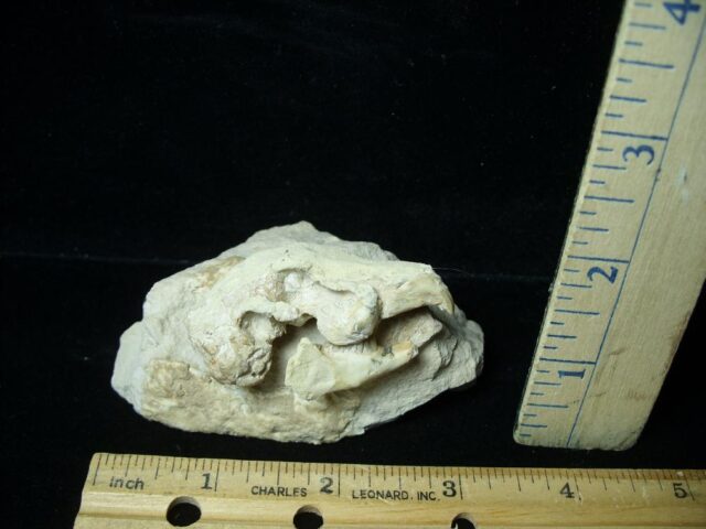 Fossilized Rabbit Skull (021223d)