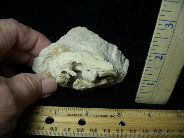 Fossilized Rabbit Skull (021223d) - Image 3