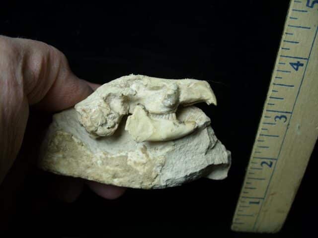 Fossilized Rabbit Skull (021223d) - Image 2