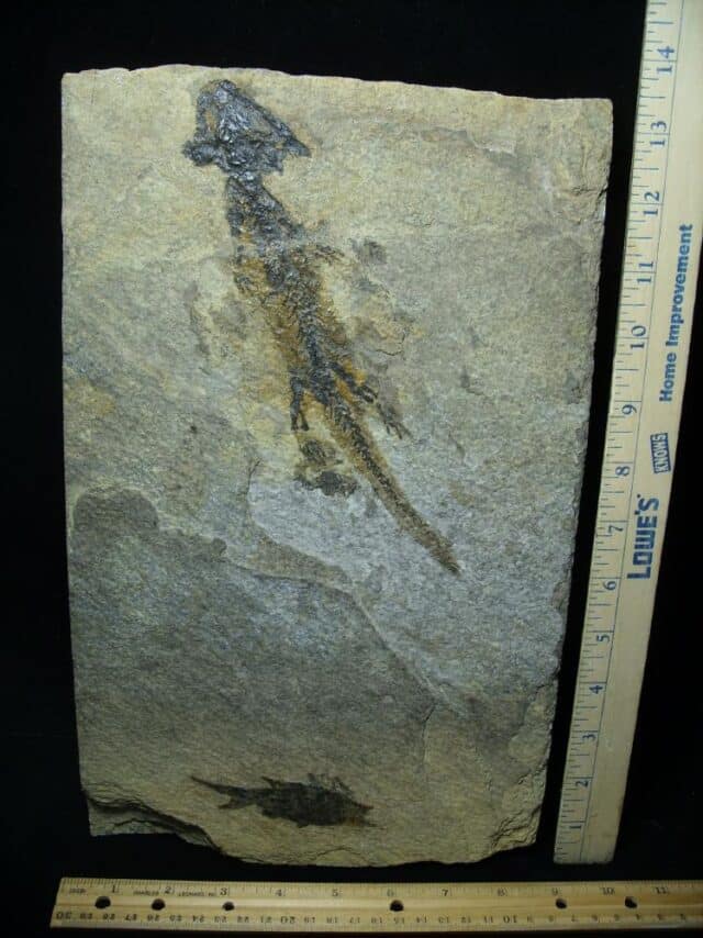 Amphibian Discosauriscus Skeleton (027123a)