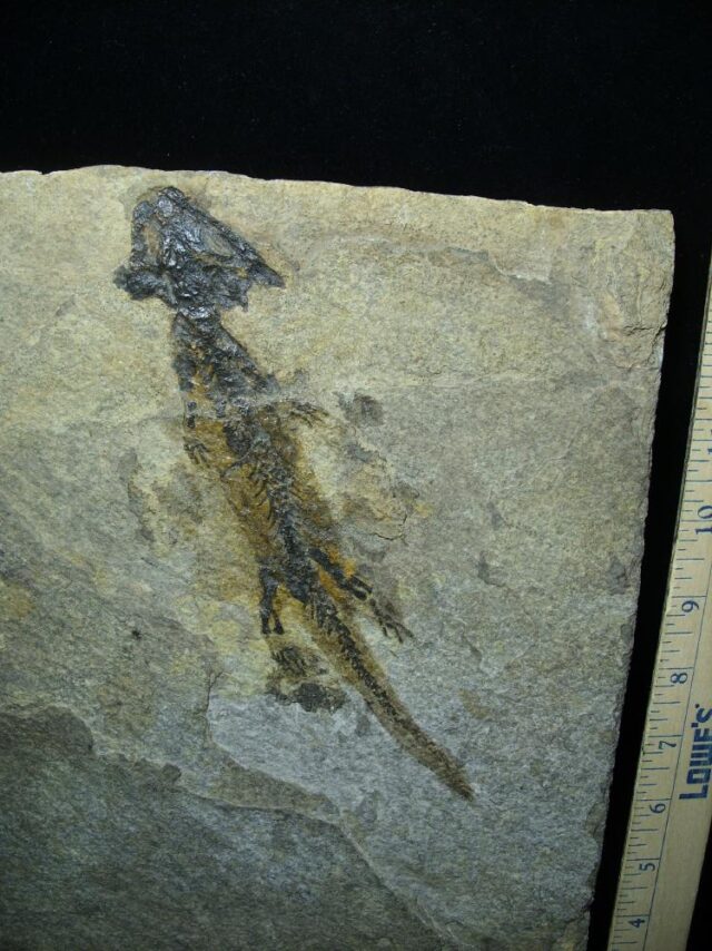 Amphibian Discosauriscus Skeleton (027123a) - Image 2