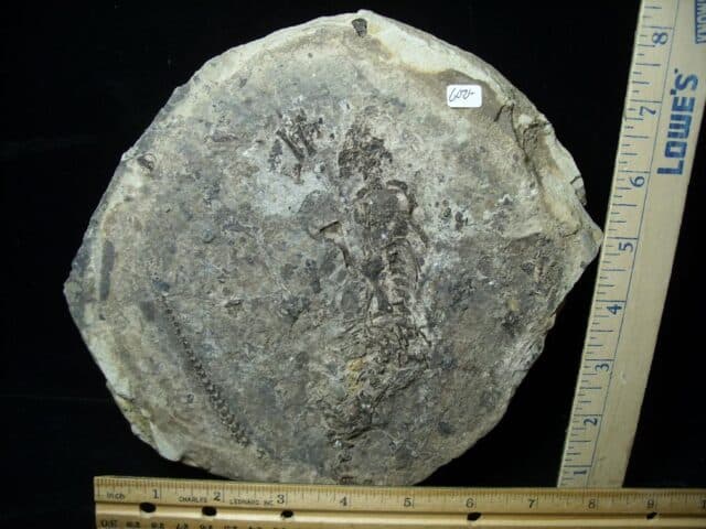 Reptile Barrasaurus Skeleton (021223f)