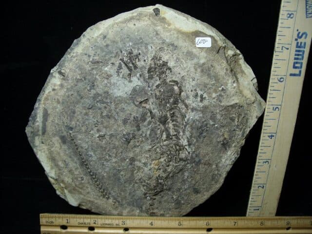 Reptile Barrasaurus Skeleton (021223f) - Image 2