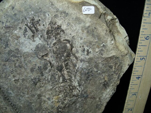 Reptile Barrasaurus Skeleton (021223f) - Image 3