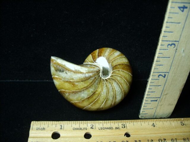 Whole Polished  Fossilized Nautilus (021223g)